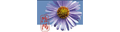 Logo Foerster Eva. Dr - Traditionelle Chinesische Medizin Logo Foerster Eva. Dr - Traditionelle Chinesische Medizin