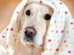 Logo Dog-Styling Verena Logo Dog-Styling Verena
