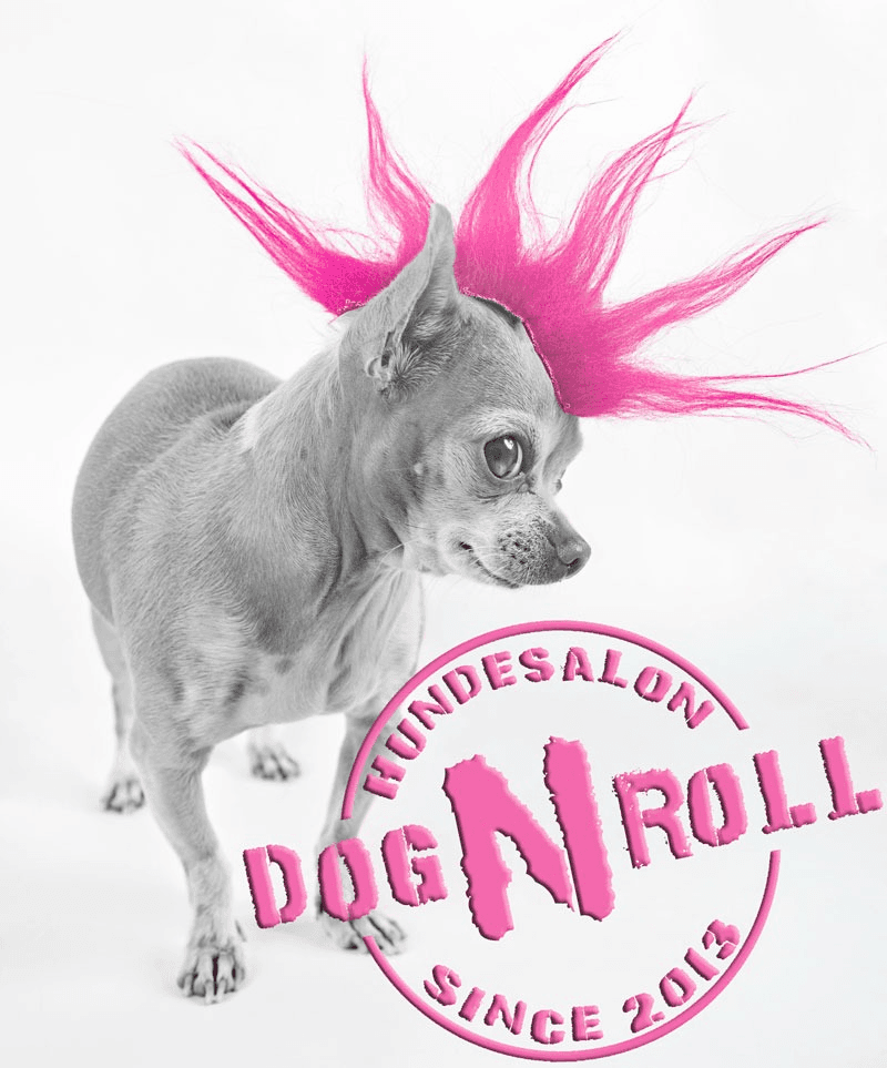 Vorschau - Foto 1 von Hundesalon Dog'n Roll - Kathrin Ebermann