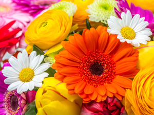 Logo Blumenstube Sabine Zechner