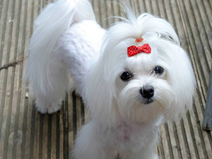 Logo Hundestudio Natalie