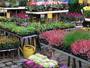 Zum Detaileintrag von Blumen Dicker