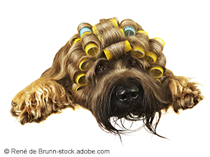 Logo Kalte Schnauze - Der Hundesalon