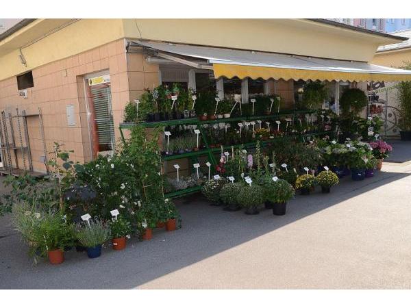 Bild 1 von Blumen Fasching