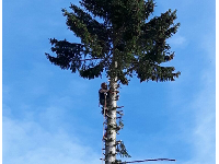 WHG Ralph Brunner, Holzschlägerung,Hausmeisterservice,Winterdienst