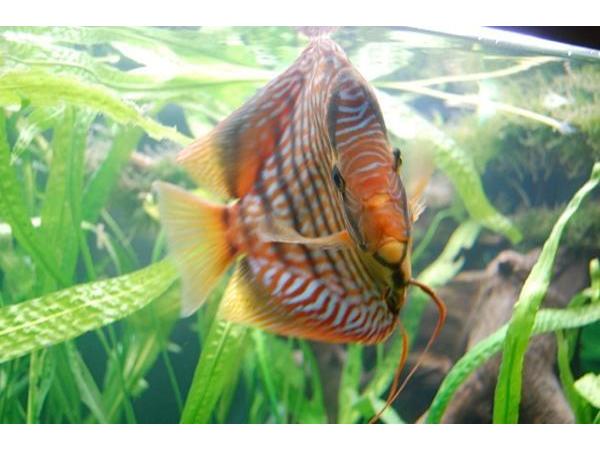 Bild 2 von Zierfisch Zentrum Austria