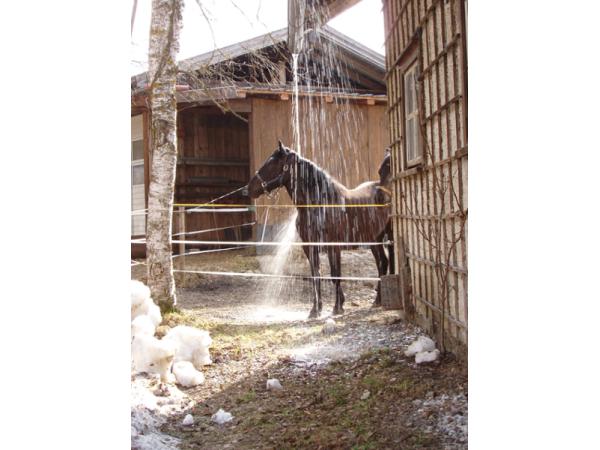 Bild 6 von Puellgut - Fam. Scharfetter