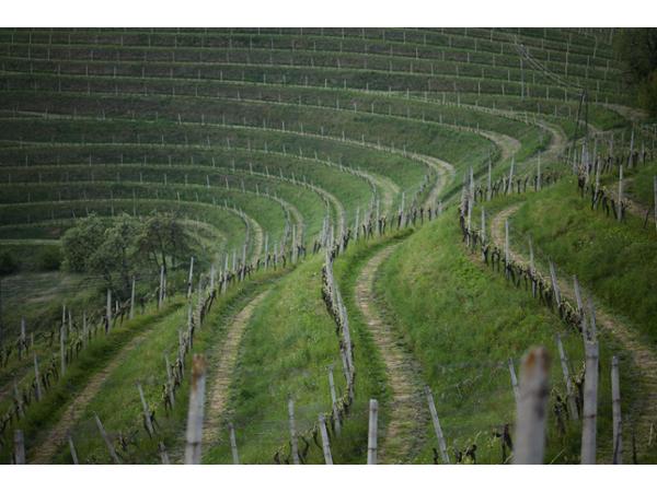 Bild 8 von Linshalm Fotografie