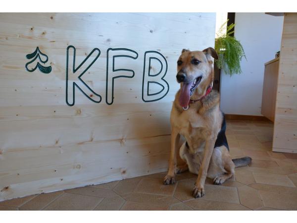 Bild 23 von Kärntner Forstbaumschulen