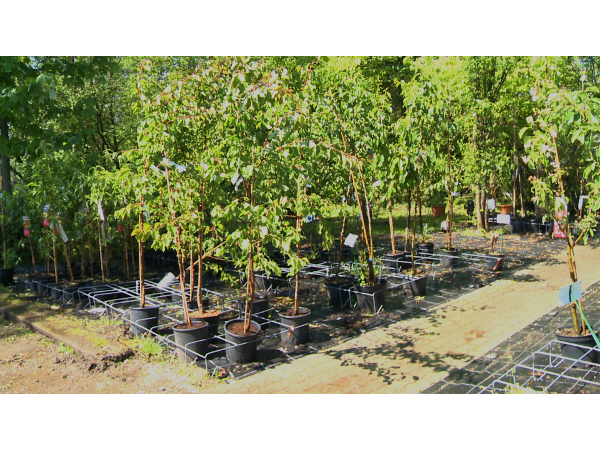 Bild 21 von Baumschule und Gartengestaltung Prötzner