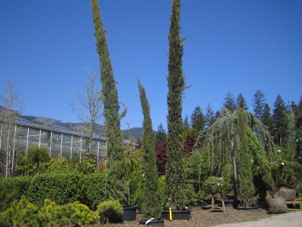 Bild 16 von Gartenbau Kerschdorfer GmbH