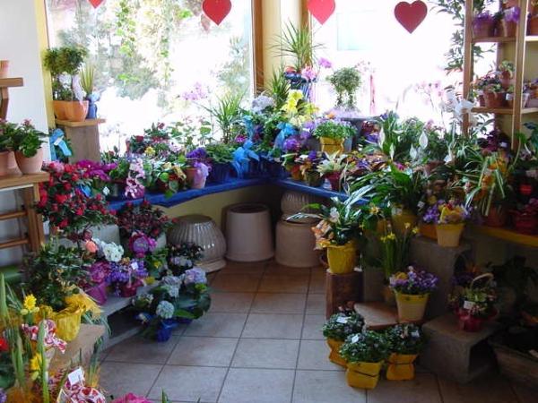 Bild 7 von Gartenbau – Blumen Robert Reißer