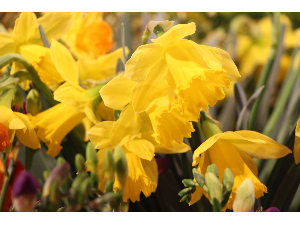 Bild 141 von Gartenbau-Blumen Helmut Friedl