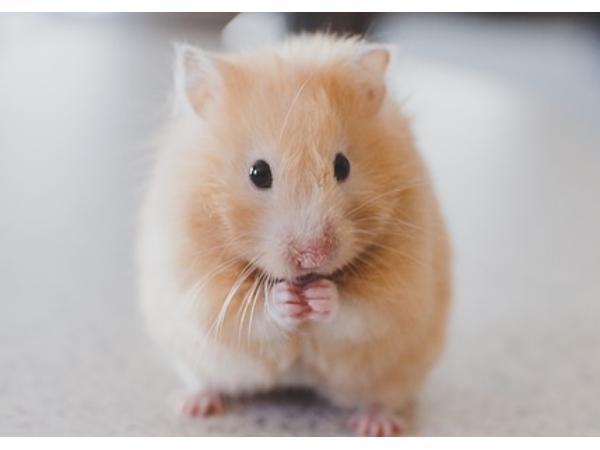 Bild 12 von Hamsterbedarf STRUPPI