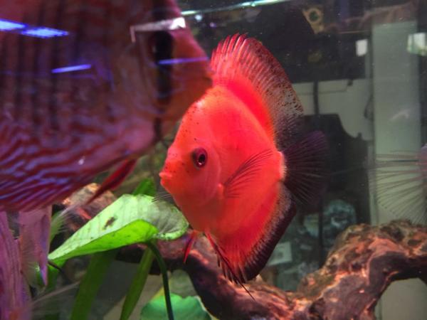 Bild 7 von Aquashop Inh Manfred de Pasqualin