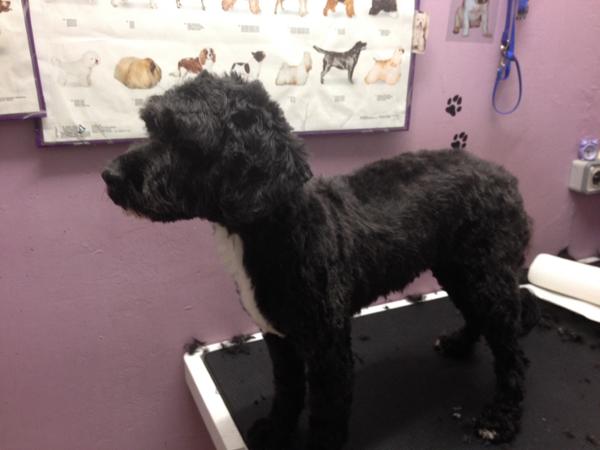 Bild 7 von Hundefriseur Andrea Oppacher in Pinzgau