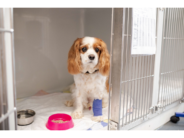 Bild 11 von Tierklinik Sattledt