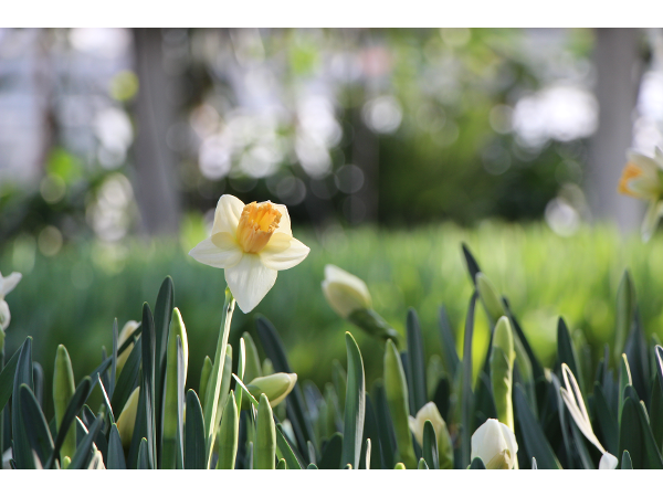 Bild 143 von Gartenbau-Blumen Helmut Friedl