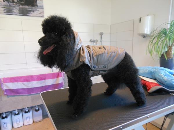 Bild 3 von Hundesalon Melanie