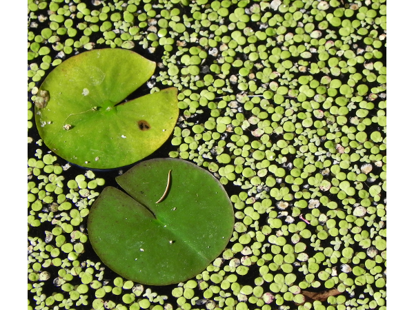 Bild 13 von Maly Gartengestaltung GmbH & Co KG