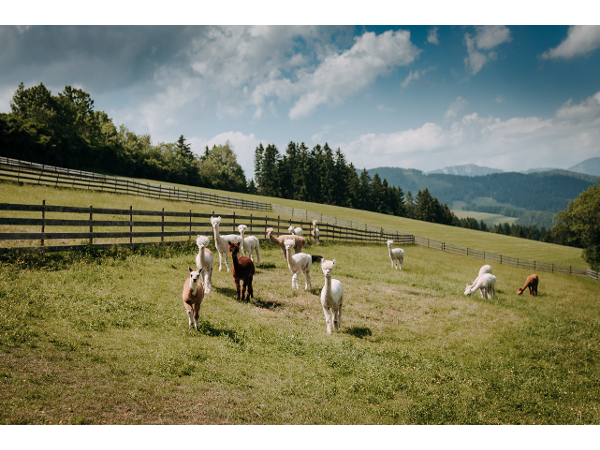 Bild 1 von Zottlerhof - Bio . Alpakas . Kräuter . Spinnräder . Auszeithof