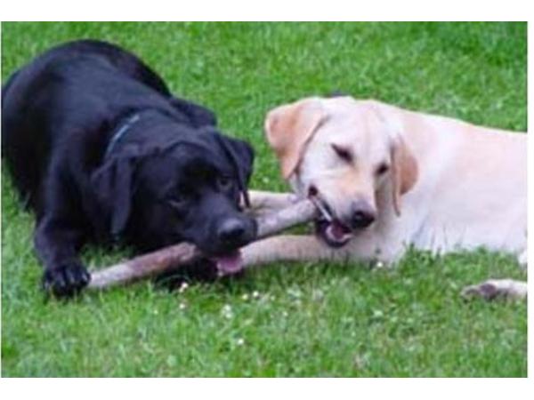 Bild 3 von Ferienhof Iris für Hunde