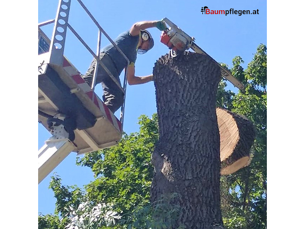 Bild 3 von Baumpflege Mag. Franz Gruber