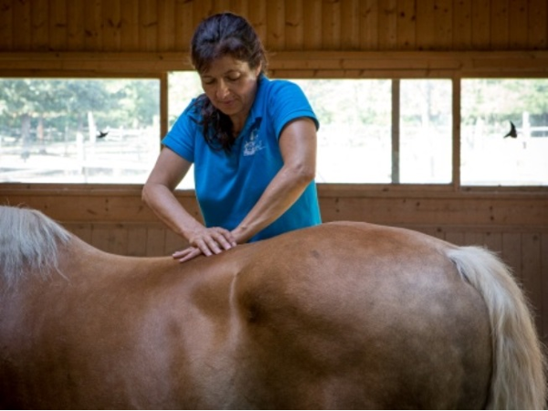 Bild 20 von TIERARZTPRAXIS Dr. Christina STROBL-BUBLA, FTA f. Chiropraktik