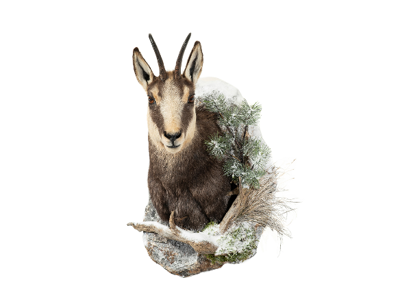 Bild 1 von Hartmann Taxidermy