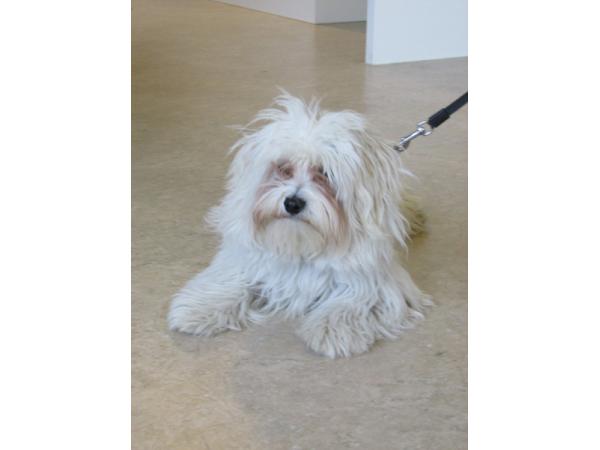 Bild 4 von Hundesalon Melanie