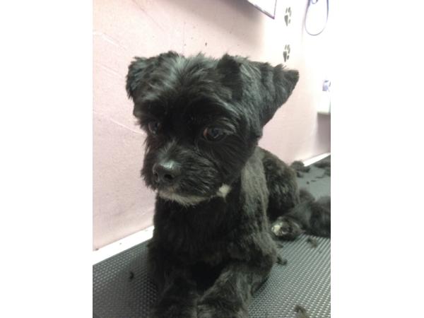 Bild 12 von Hundefriseur Andrea Oppacher in Pinzgau