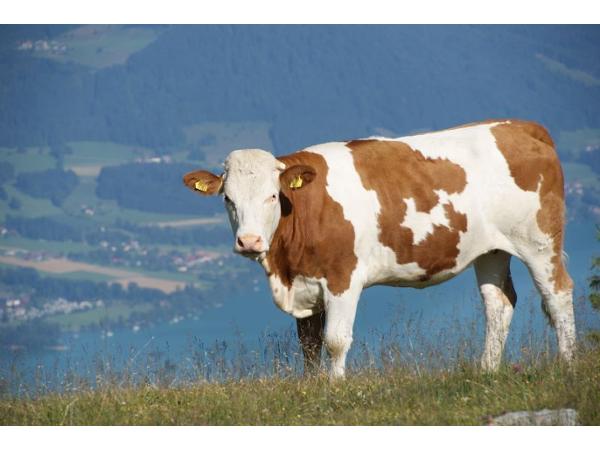 Bild 22 von Ferienhof Feichtinger Fam Zopf