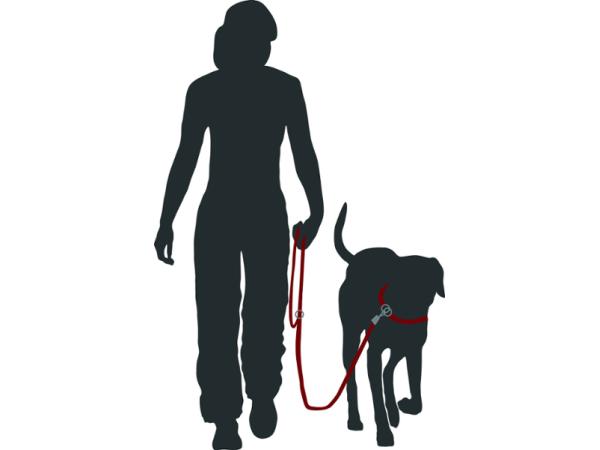 Bild 8 von Ausserferner Hundeschule
