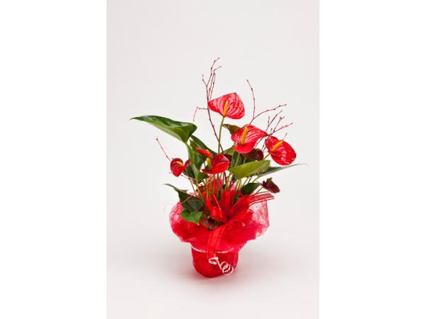 Bild 16 von Blumen Kleissner