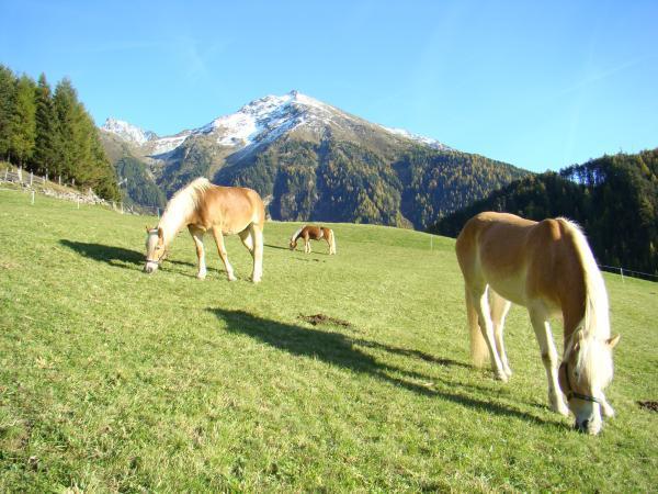 Bild 1 von Familie Margreth & Michael Leiter - Bio & Reiterhof der Veitenhof