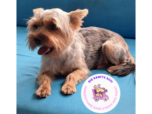 Bild 3 von Die sanfte Susi - deine mobile Hundefriseurin