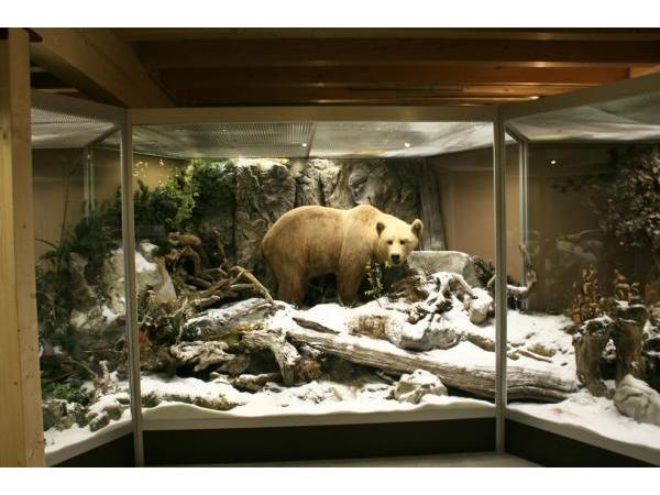 Bild 2 von Naturmuseum Salzkammergut - Treffpunkt Natur