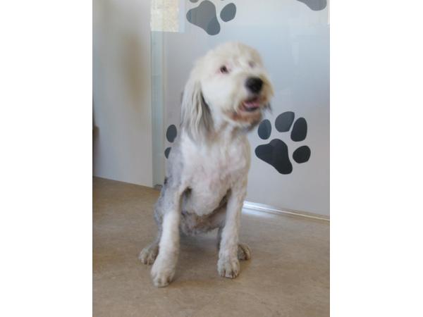 Bild 8 von Hundesalon Melanie