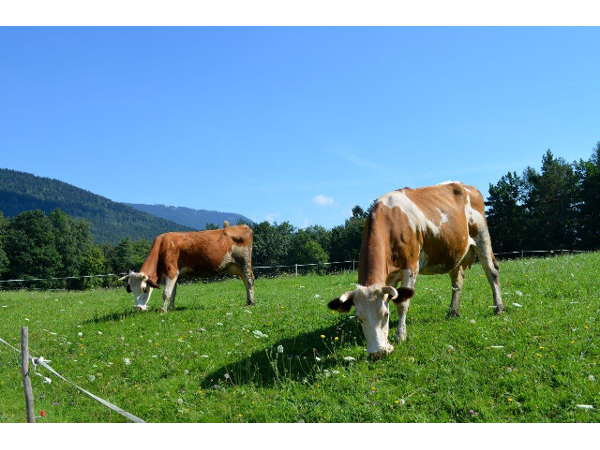 Bild 7 von Urlaub am Bauernhof - Ferienwohnungen am Gregerbauerhof