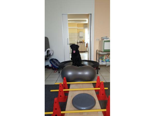 Bild 3 von Pichler Catharina GESUNDE 4 PFOTEN - Mobile Hundeschule
