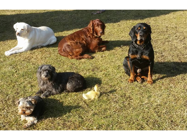 Bild 4 von Hundebetreuung Blumau