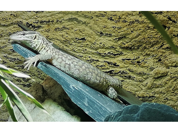 Bild 1 von Zoo Austria - Ihr Profi für Terraristik