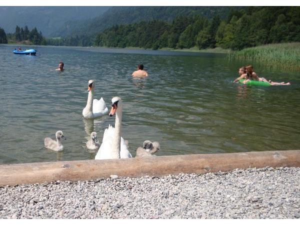 Bild 26 von Camping & Appartements Seehof am Reintalersee