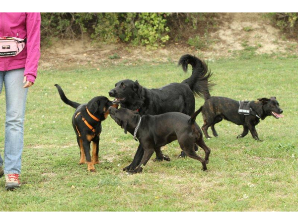 Bild 16 von Hundeschule V.A.S.Z.-Mistelbach