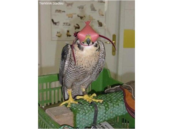 Bild 11 von Tierklinik Stadlau