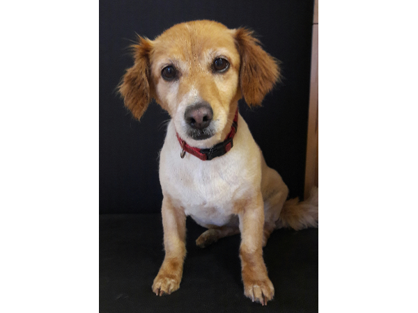 Bild 7 von Hundefriseurin Ellen Fertsch