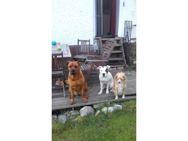 Bild 6 von Wie Hund & Katz - Mag. Michaela Knosp