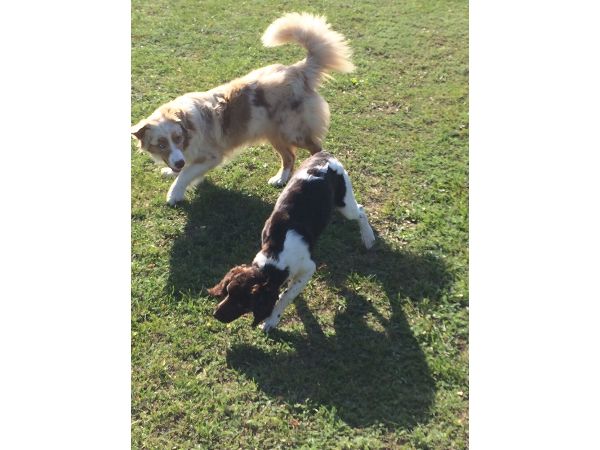 Bild 18 von Hundeschule V.A.S.Z.-Mistelbach