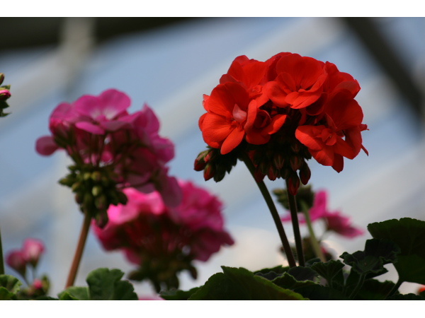 Bild 115 von Gartenbau-Blumen Helmut Friedl