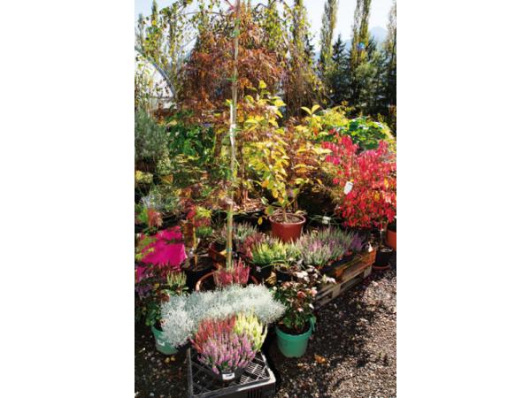 Bild 18 von Gartenmeister24 - Wolfgang Khanna